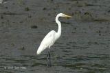 Egret, Great @ Sungei Buloh