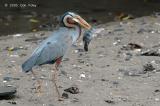 Heron, Purple @ Sungei Buloh