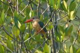 Kingfisher, Stork-Billed @ Pulau Ubin