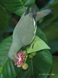 Pigeon, Pink-Necked (female) @ Sungei Buloh