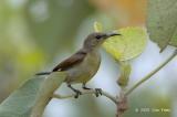 Sunbird, Purple-Throated (female) @ Pulau Ubin