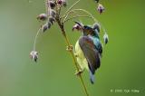 Sunbird, Brown-throated (male) @ Botanic Garden