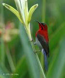 Sunbird, Crimson (male) @  Botanic Garden