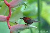 Sunbird, Crimson (male) @ Zoo