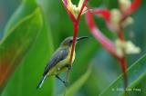 Sunbird, Olive-backed (female) @ Botanic Garden