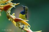 Sunbird, Olive-backed (male) @ Botanic Garden