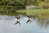 Swan, Black @ Botanic Garden