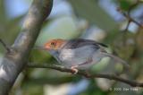 Tailorbird, Ashy (female) @ Pulau Ubin