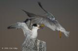 Tern, Little (juvenile) @ Kranji