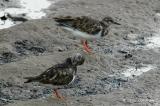 Turnstone, Ruddy (non-breeding) @ Sungei Buloh