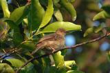 Bulbul, Asian Red-Eyed @ Upper Pierce