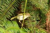 Tailorbird, Common (female) @ Upper Pierce