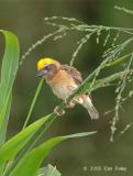 Weaver, Baya (male) @ Neo Tiew Lane 2