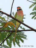 Parakeet, Red-Breasted (male) @ Stagmont Road