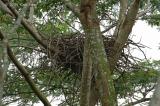 Eagle, White-bellied Sea (nest) @ Neo Tiew Lane 2