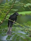 Cuckoo, Asian Drongo @ Jalan Kwok Min