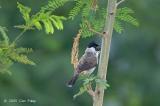 Bulbul, Sooty Headed @ Nusa Dua