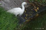 Egret, Little (breeding) @ Nusa Dua