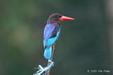 Kingfisher, Javan @ Ubid