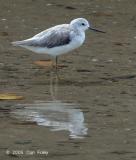 Sandpiper, Marsh @ Sungei Buloh