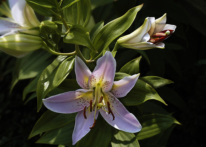 Lilly