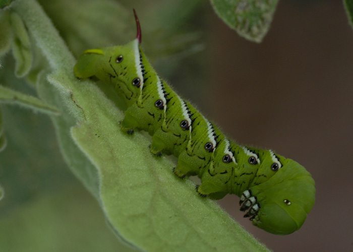 Tomato Horn Worm