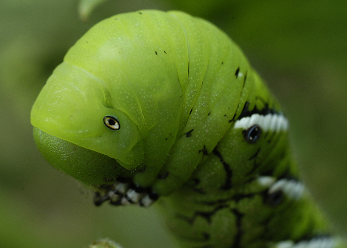 Hornworm Head