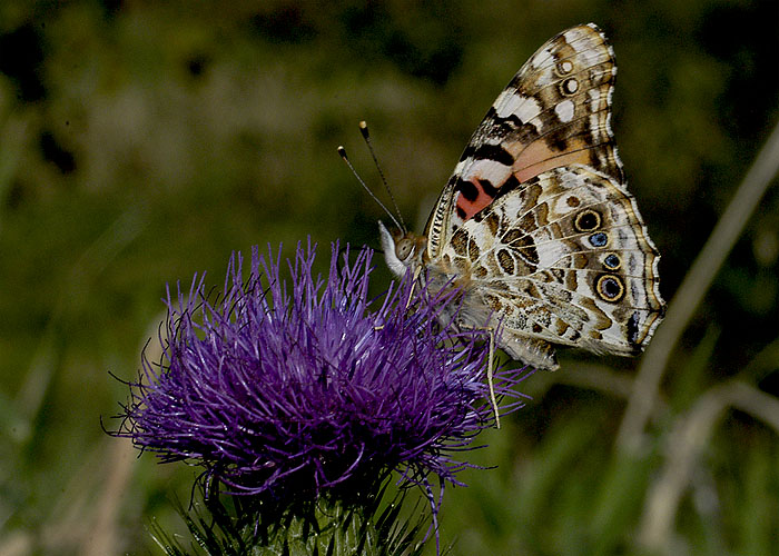 Painted Lady