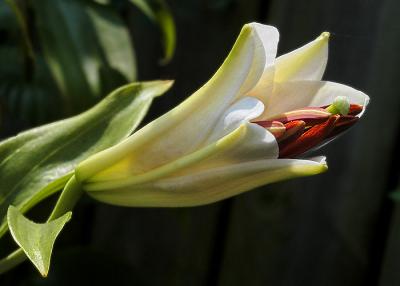 Lilly Opening
