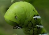 Hornworm Head