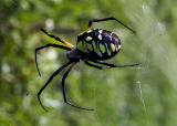 Argiope