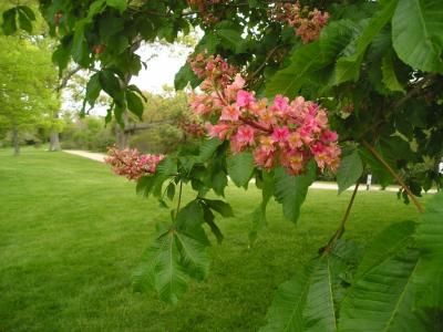 Horse chestnut tree