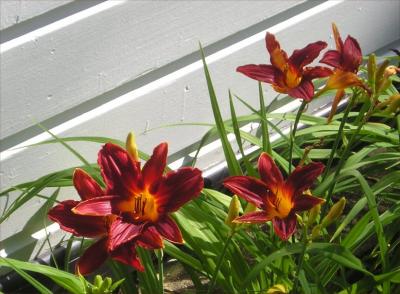 Upstate tiger lilies