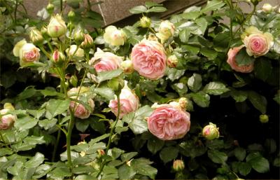 Westbury roses