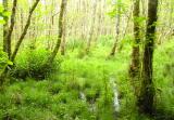 Killarney forest
