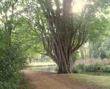 Alice Walk tree