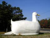 Long Island Duck