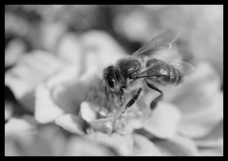 Abeille au travail