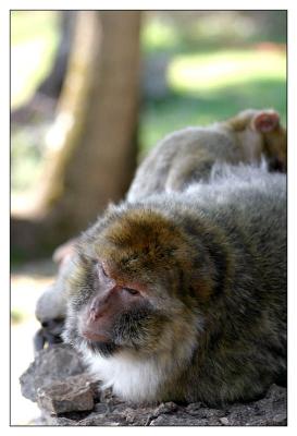 Singes de Rocamadour