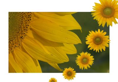 Sunflowers 2 small.jpg