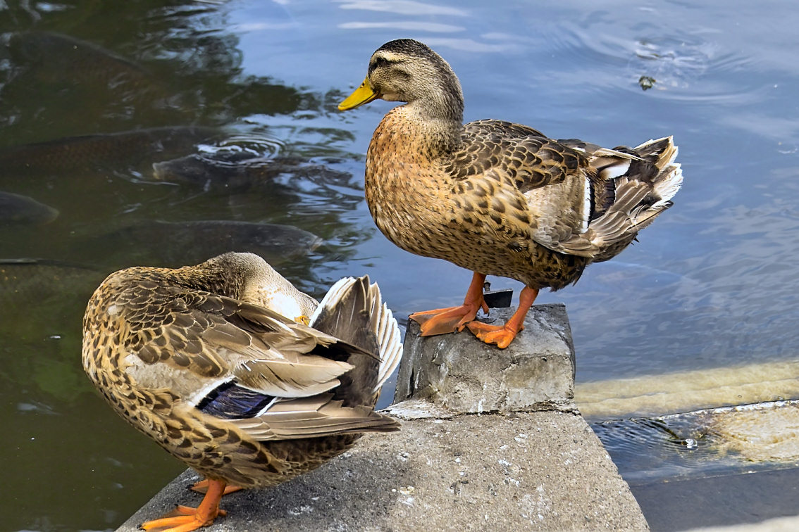 Ducks and carp in Ueno Park