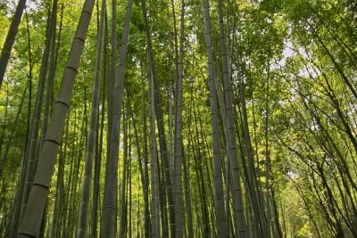 Bamboo forest