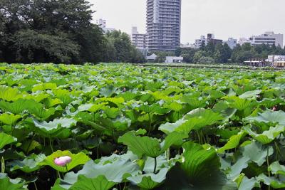 Lotus Field on Shimobazu Pond