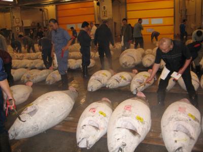 Tsukiji Fish Market 1
