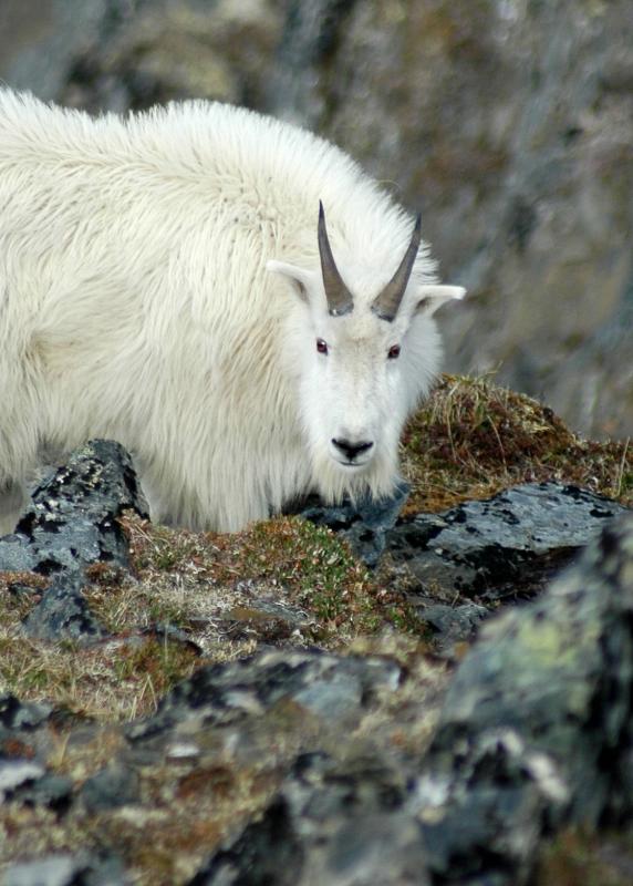 Mountain Goat Close-Up