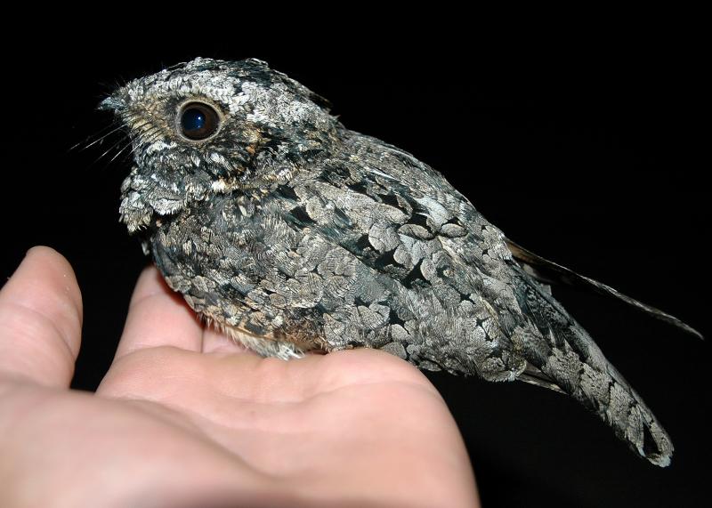 Common Poorwill 1
