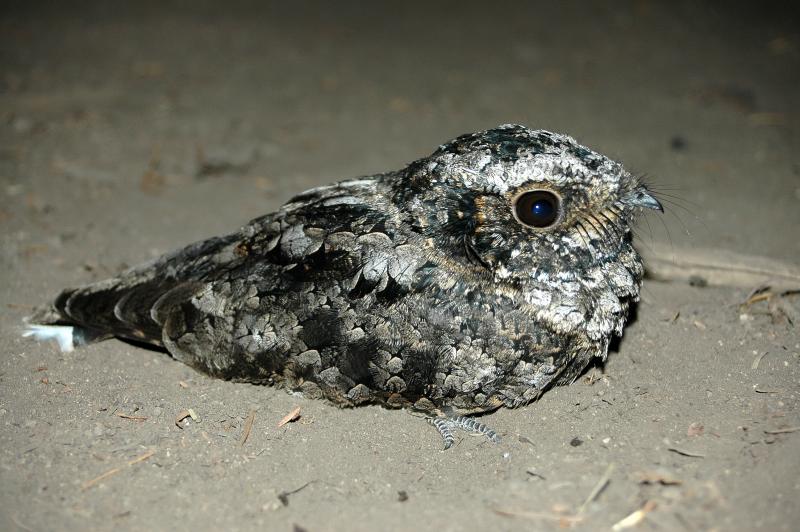 Common Poorwill 2