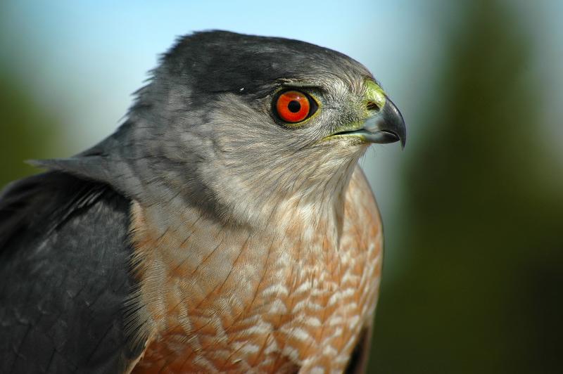 Adult Coopers Hawk 2