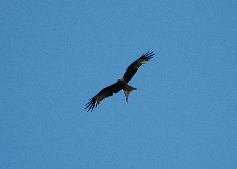 Adult Kite Flying