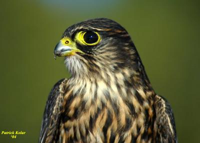 Black Merlin